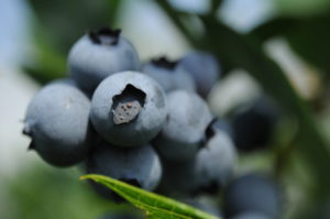 Edward Vinson blueberries